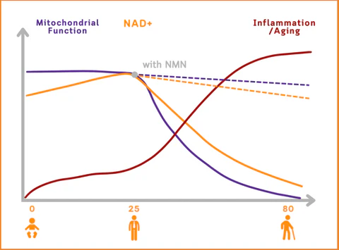 🎉Bee Venom NMN Natural Repair Vaginal Capsules👩‍❤️‍👩【Regulates hormone imbalance, obesity, acne, uterine fibroids and vaginal diseases】👩‍❤️‍👩
