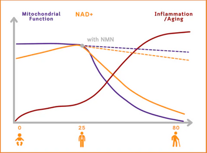 🎉Bee Venom NMN Natural Repair Vaginal Capsules👩‍❤️‍👩【Regulates hormone imbalance, obesity, acne, uterine fibroids and vaginal diseases】👩‍❤️‍👩